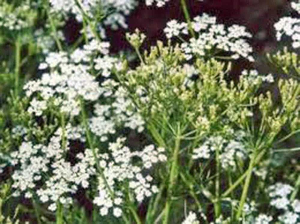 Caraway Herb Seeds - 100+ Seeds - Versatile Use in Cooking and Gardening - Carum carvi