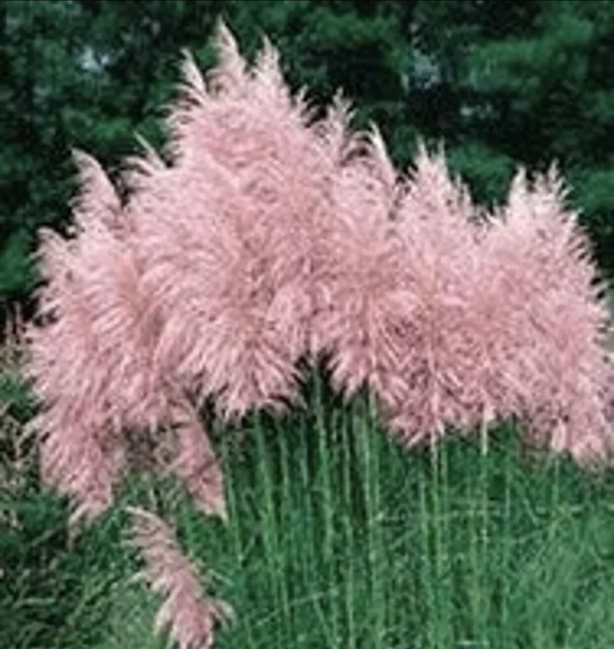 Pampas Grass Plugs Pink Variety 3 Pack | Cortaderia selloana