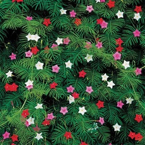 Cypress Vine Seeds - 10 Fresh Ipomoea quamoclit Flower Seeds - Free USA Shipping