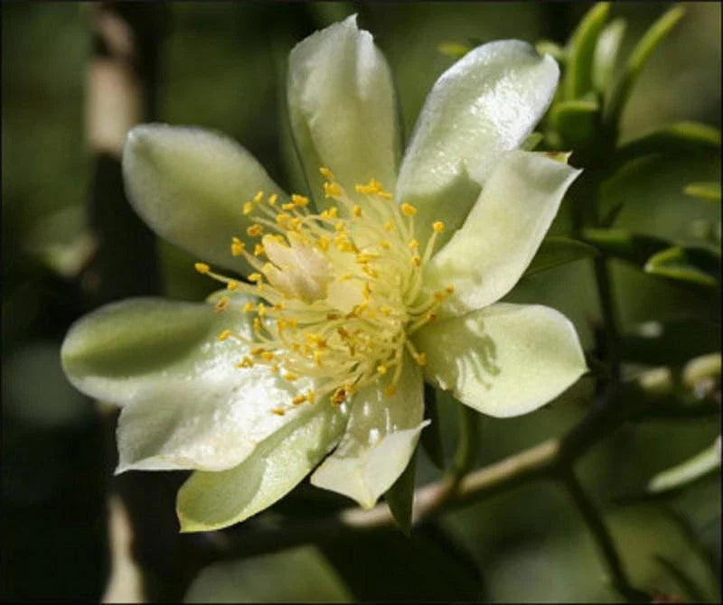 Rare Pereskia aculeata Gold Variegated Cactus Plant in 6" Pot - Unique Variegata Variety for Collectors