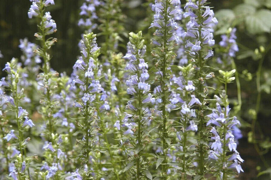 Great Blue Lobelia Seeds - Native Wildflower for Shade Gardens - Lobelia siphilitica - Drought Tolerant, Heat & Cold Resistant