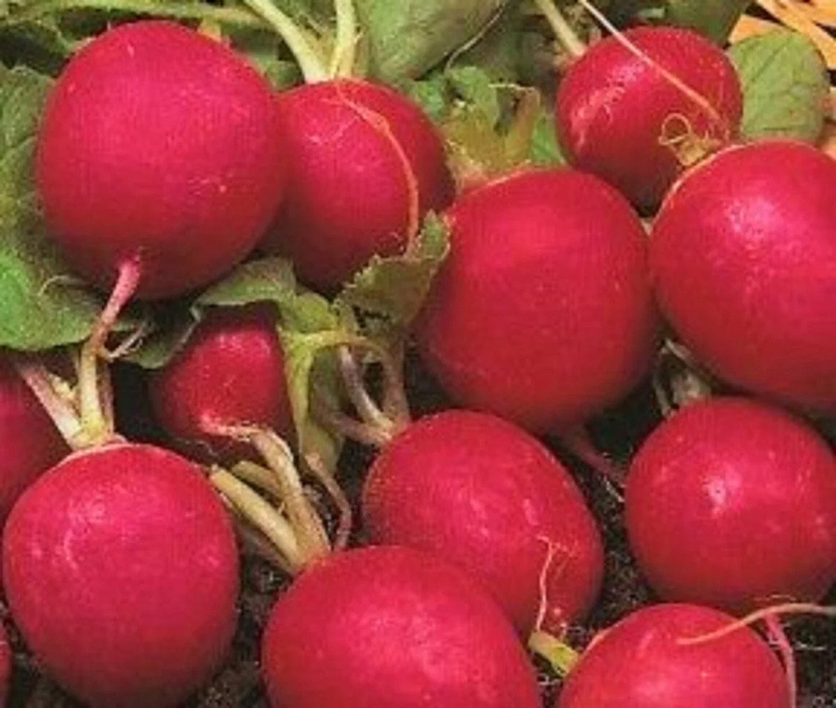 Crimson Radish Seeds - Non-GMO Heirloom Vegetable Seeds for Gardening - Raphanus sativus, Pack of 100+