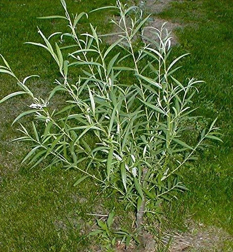 Jumbo Hybrid Willow Tree Cuttings - 12 Count - Salix × sepulcralis