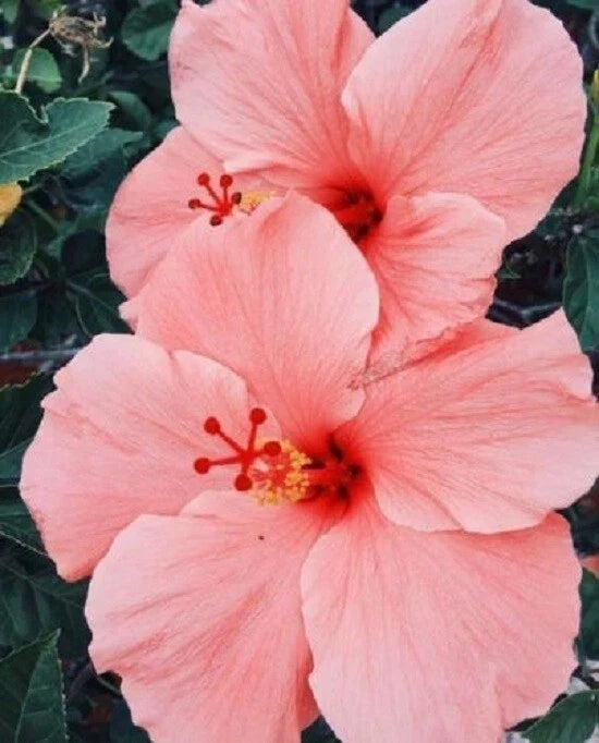 Salmon Pink Hibiscus Seeds - Perennial Flower Seeds for Borders & Containers - Hibiscus rosa-sinensis