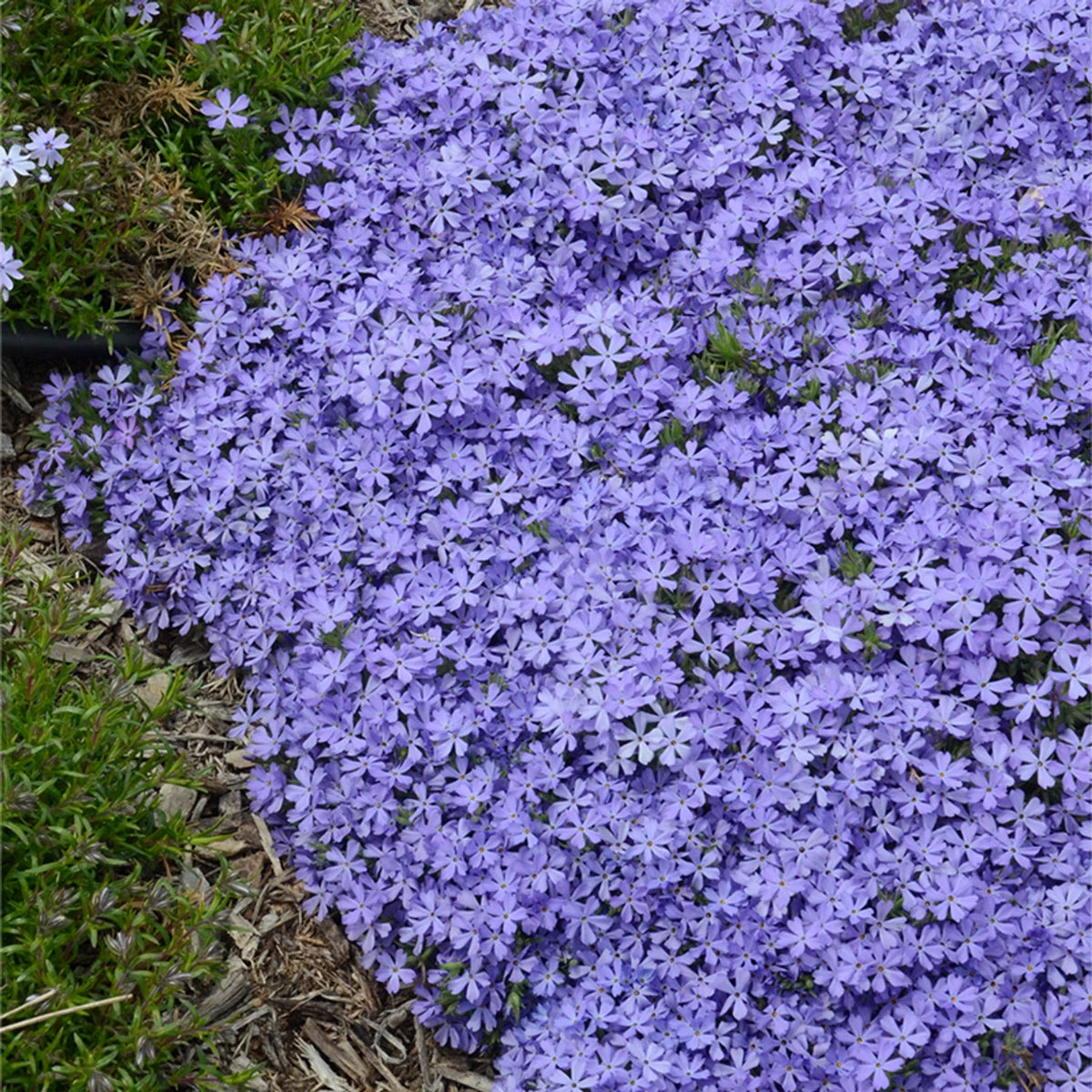 50 Violet Pinwheel Phlox Seeds | Perennial Flower Seeds for Butterflies | Phlox paniculata 1306 US