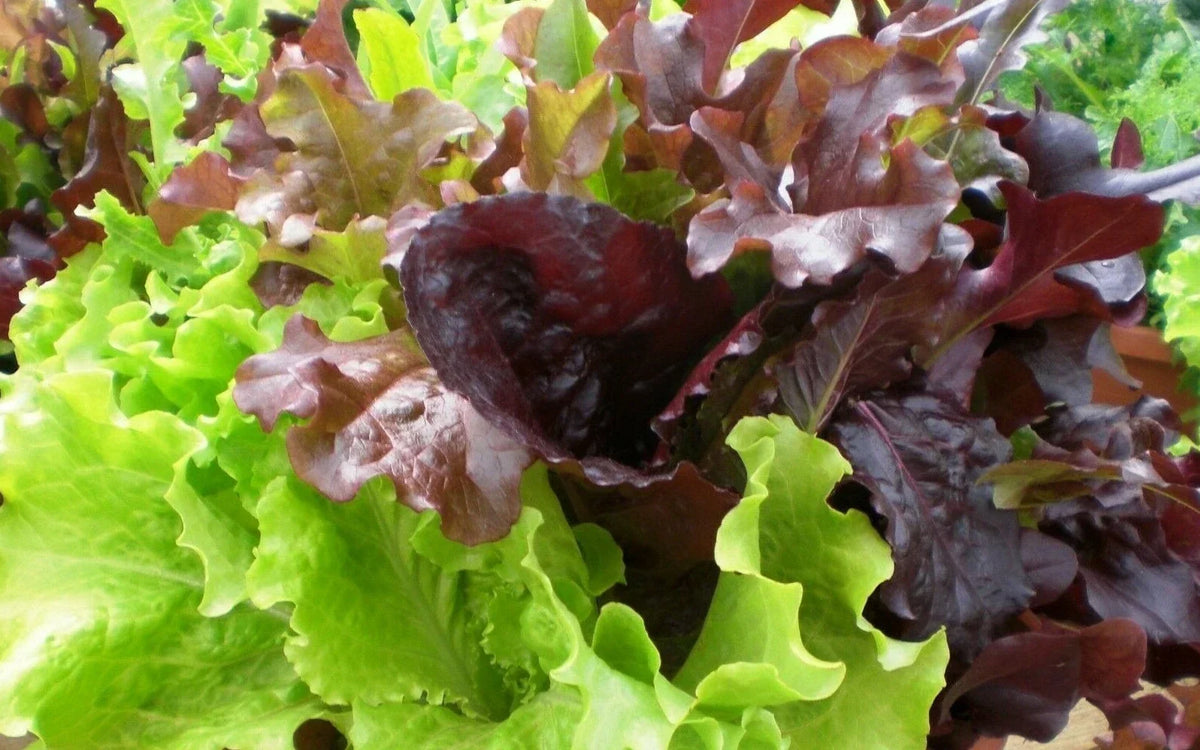 Gourmet Salad Blend Lettuce Seeds 500+ Non-GMO Vegetable Garden Seeds for Home Growing, Lactuca sativa