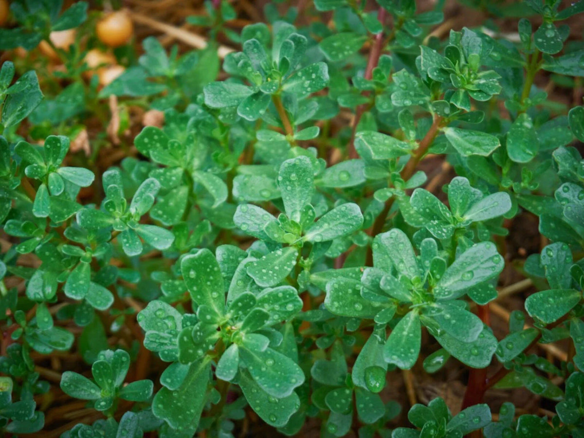 Green Purslane Seeds, NON-GMO, Omega-3 Rich, Little Hogweed, Duckweed, Edible Plant, Organic Gardening