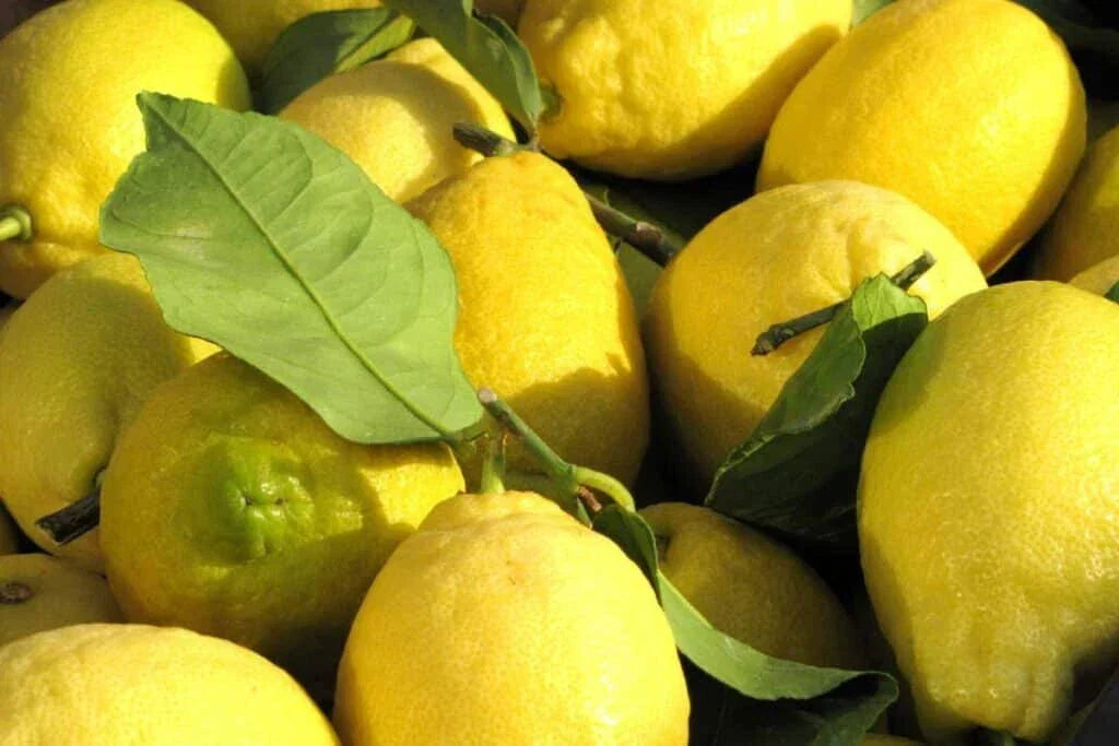 Citron Lemon Seeds - 10 Citrus medica Etrog Seeds for Garden Planting