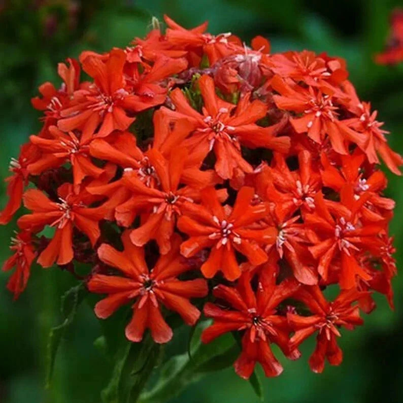 Burning Love Lychnis Seeds – 50 Organic Perennial Seeds for Borders & Wildflower Gardens, Attracts Pollinators, USA Grown