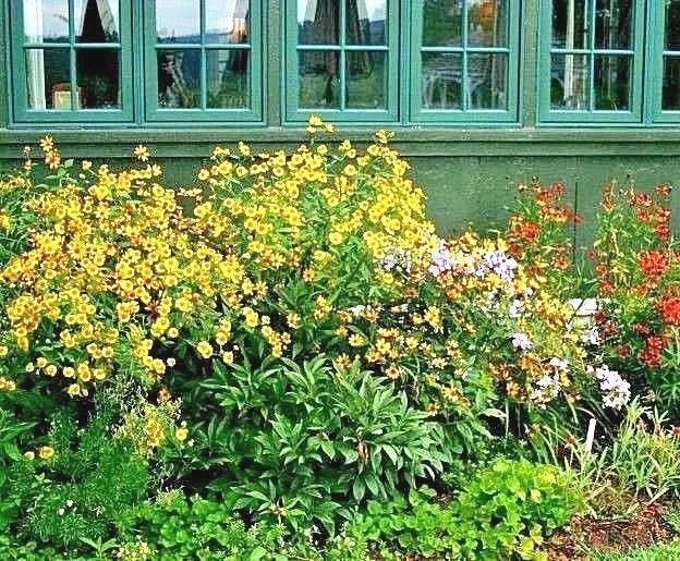 Autumn Sneezeweed Seeds - Helenium autumnale Perennial Native Wildflower for Summer Garden