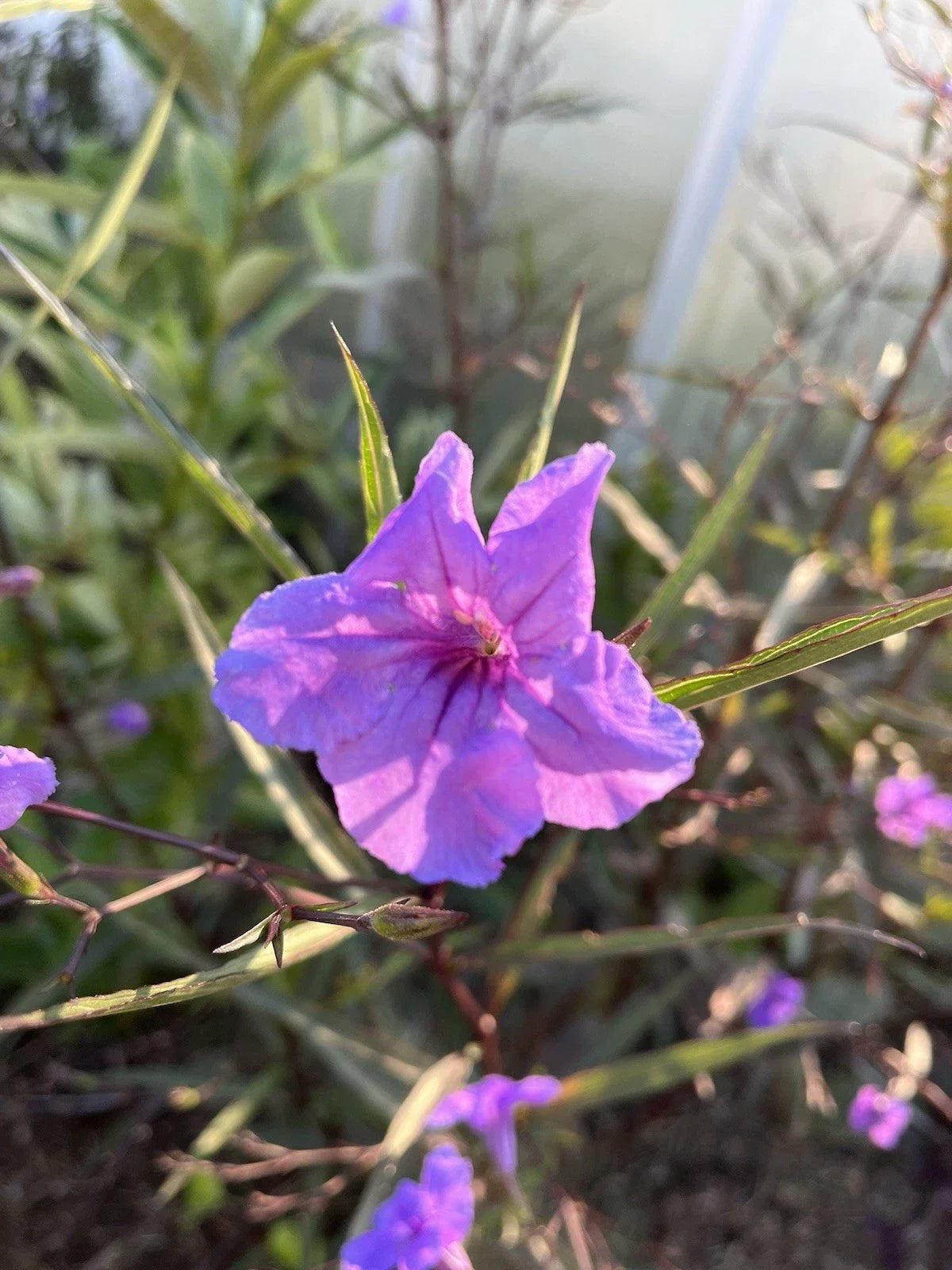 Flowering Mexican Petunia Cuttings - 12 Unrooted Stem Cuttings (Ruellia simplex) for Garden or Indoor Planting