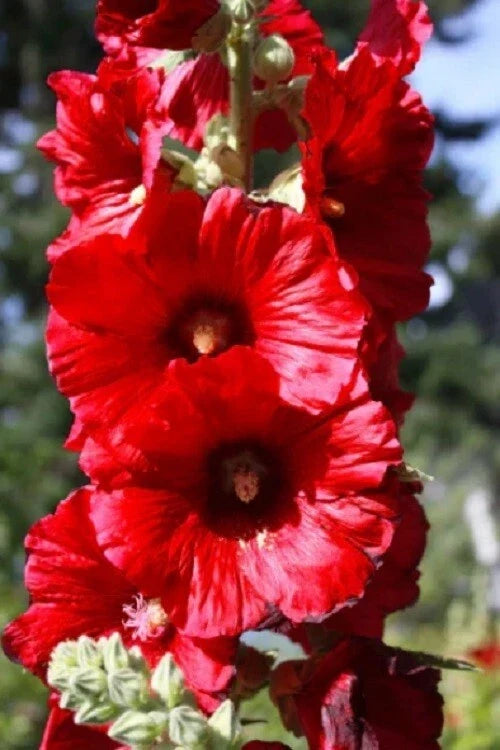 Bright Red Hollyhock Seeds | Perennial Flower Seeds | Alcea rosea | Easy to Grow, Pollinator Attracting, Garden Border Plant