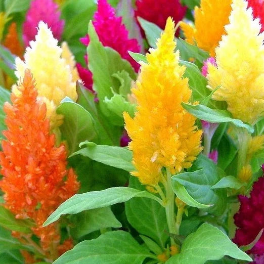 Pampas Plume Mix Celosia Seeds | Colorful Garden Flowers | Non-GMO | Celosia argentea | 50-1,000 Seeds