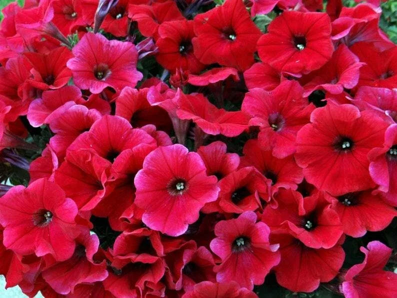 Petunia Seeds - 50 Bright Red Petunia x hybrida for Containers, Hanging Baskets, Windowsills