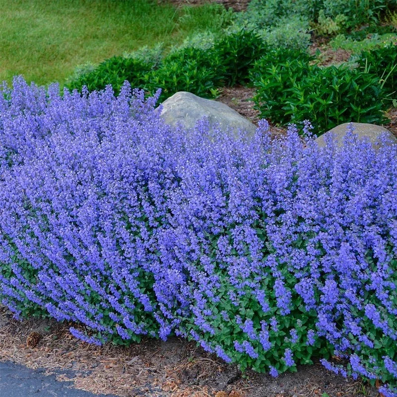 Catnip Seeds Pack - Non-GMO Heirloom Perennial Herb - Bug Repelling - Nepeta cataria - Full Sun to Partial Shade