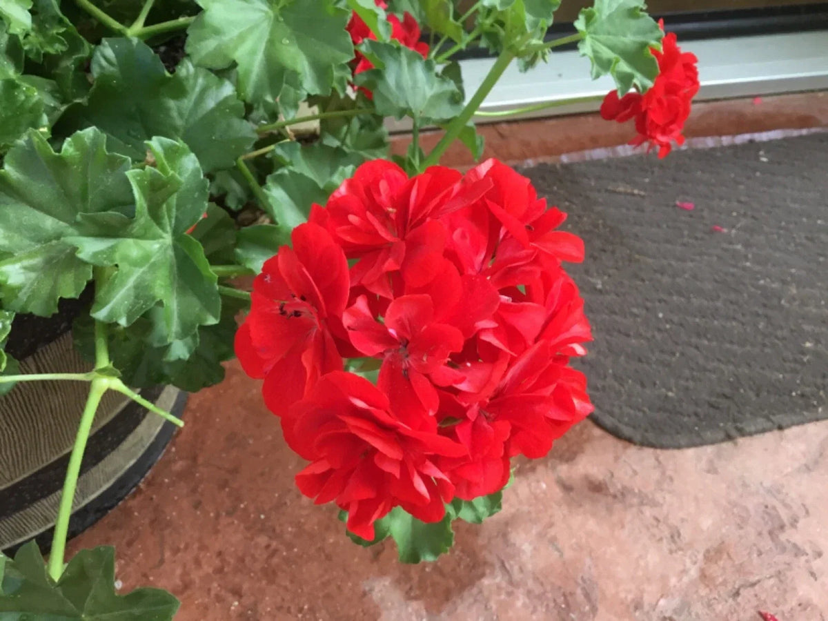 Geranium Cuttings 6 Mountie Red Pelargonium for Gardens & Containers, Vibrant Red Foliage