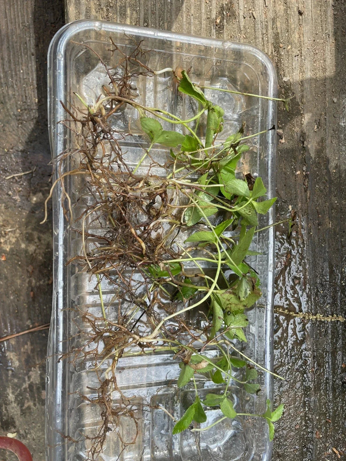 3 Lenten Rose Live Starter Plants - Helleborus spp.