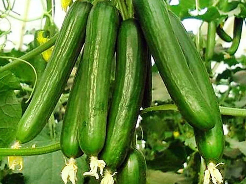 Beit Alpha Cucumber Seeds - 25+ Heirloom Organic Persian Lebanese - Fresh Gardening Seeds for Planting