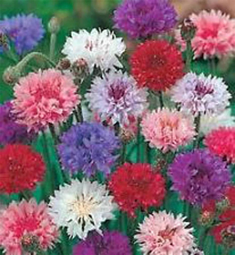 Bachelor Button Seeds, Tall Mix, 50 Seeds, Beautiful Bright Blooms, Centaurea cyanus