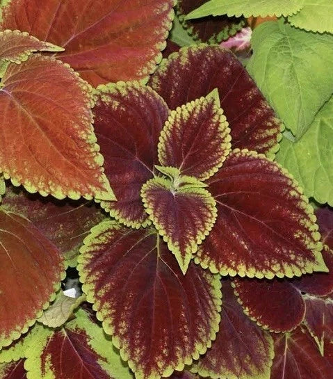 Coleus Seeds Rainbow Mix 500 Pack for Shade Gardens, Containers & Groundcover | Plectranthus scutellarioides