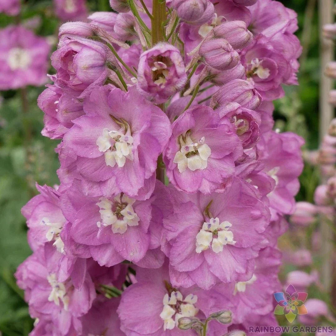 Guinevere Delphinium Seeds - 200+ Pack - Flowering Garden Plant - Delphinium elatum - USA Grown