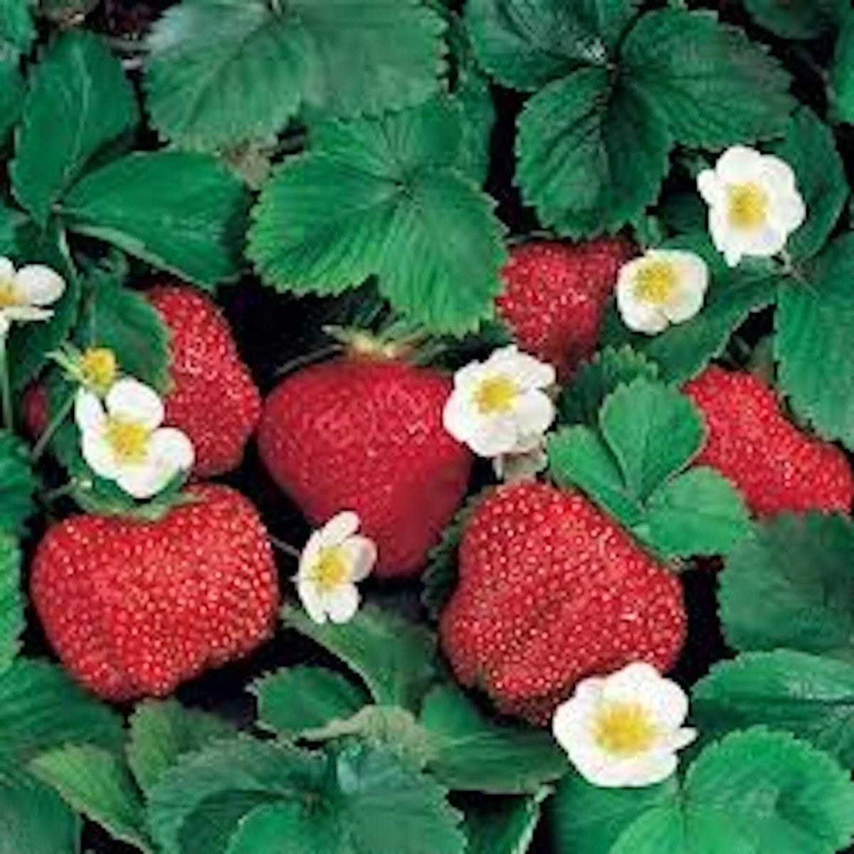 Ozark Beauty Everbearer Strawberry Plant 20 oz - Red Fruit Perennial - Fragaria × ananassa - Ideal for Home Gardeners