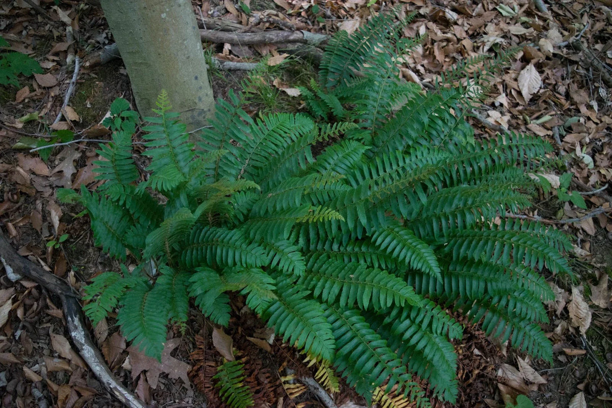 Christmas Fern Plant - 2-3 ft Evergreen Polystichum Acrostichoides - Dense Fronds for Shade, Erosion Control, Winter Wildlife Habitat