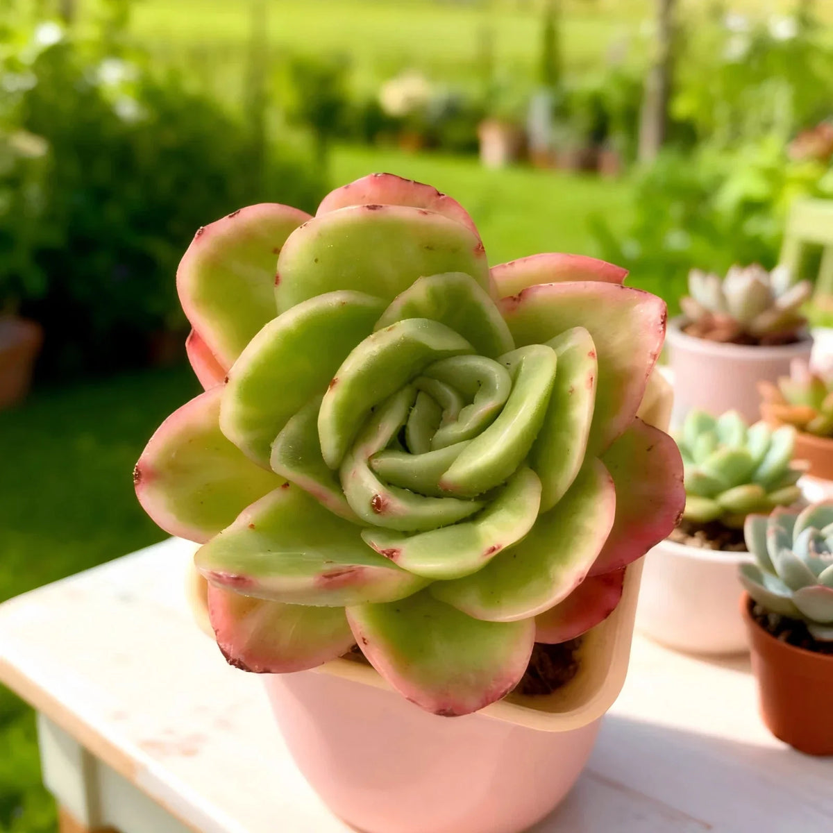 Echeveria ‘Ice Rose’ Variegated Succulent 3–3.5" Bare Root, Rare Indoor Plant, Easy-Care Rosette, Home Décor, Unique Succulent Gift