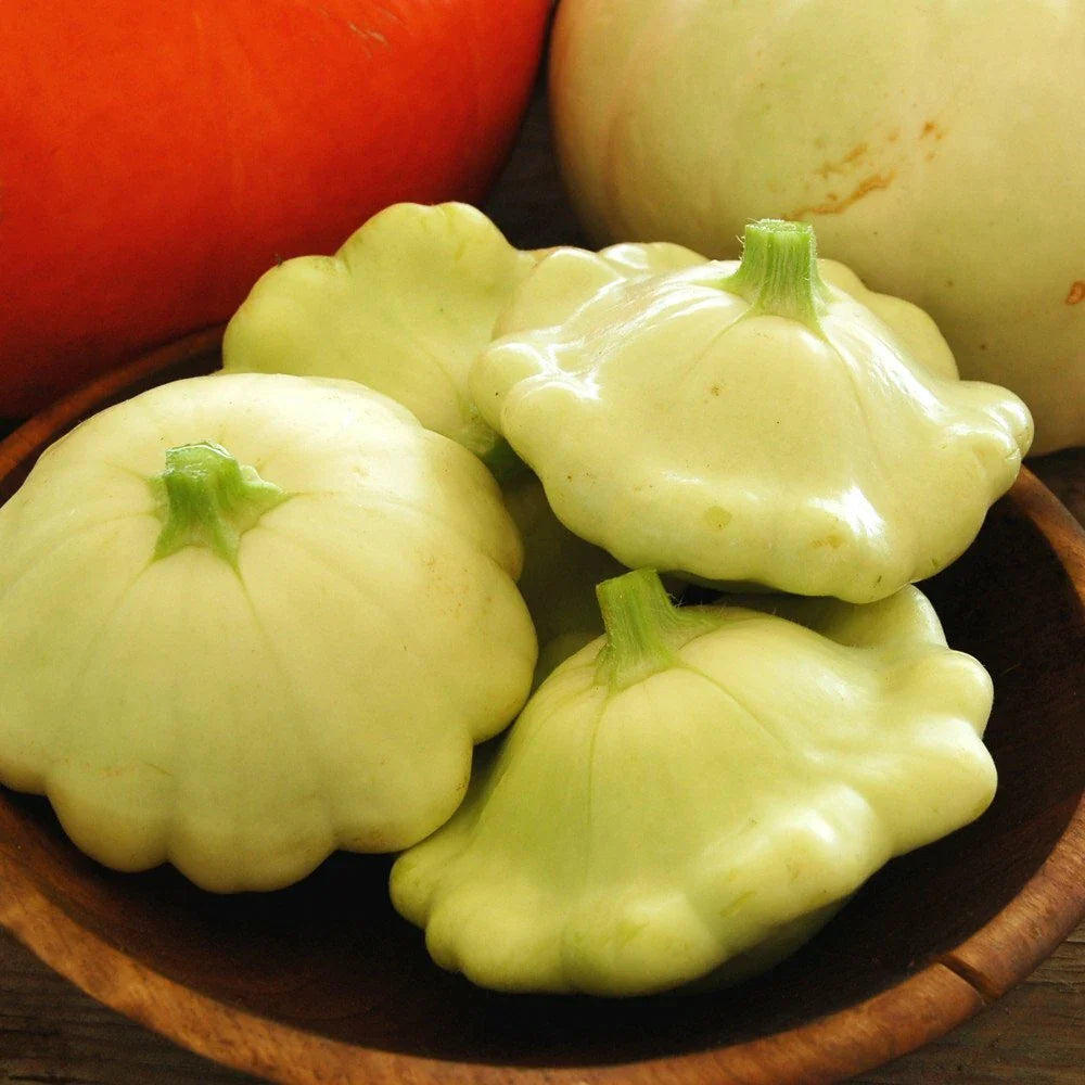 Bennings Green Tint Scallop Squash Seeds | Heirloom Patty Pan Squash | Organic Vegetable Seeds | Cucurbita pepo