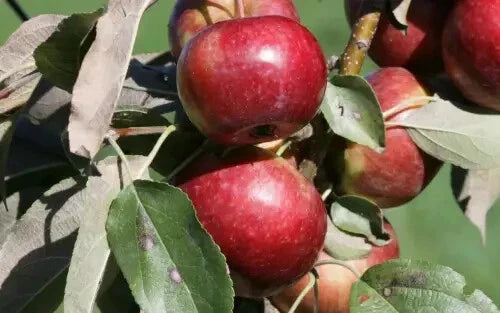 Frostbite Apple Seeds - 25+ Pack for Garden Planting - Malus domestica - USA Grown, Free Shipping