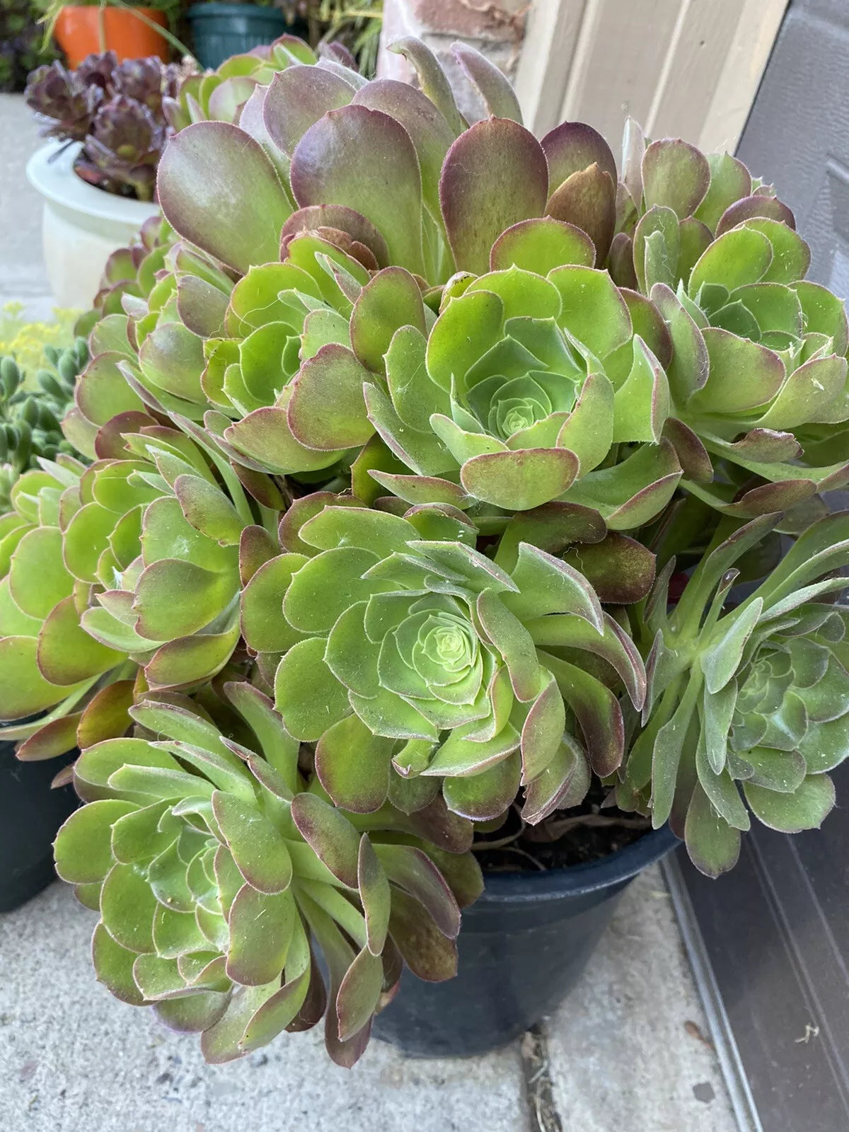 5 Piece Aeonium Succulents Cuttings - 3 Inch Wide Colorful Varieties for Indoor & Outdoor Gardening