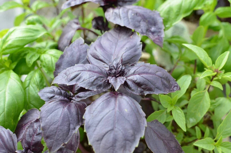 Red Rubin Basil Seeds, Dark Opal Improved, NON-GMO, Culinary Herb, Ocimum basilicum
