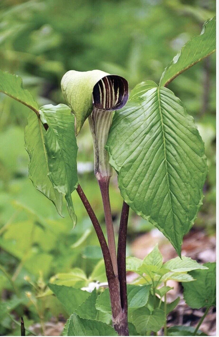 Jack-In-The-Pulpit Bulbs - 5 Bareroot Rhizomes - Arisaema triphyllum Native Wildflower