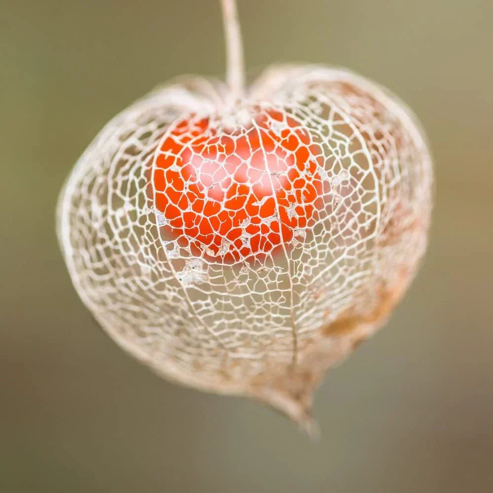 Chinese Lantern Seeds | 100+ Physalis alkekengi Seeds | Orange Lantern Blooms