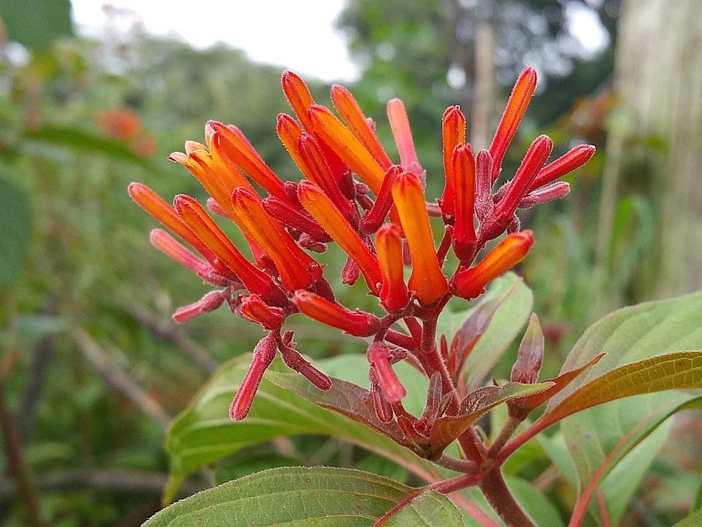 Scarlet Firebush Plant Shrub - Florida Native Orange Red Bloom - Attracts Hummingbirds (Hamelia patens) (Copy)