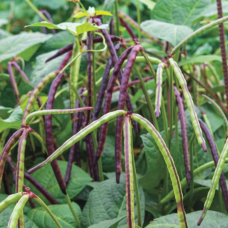 Pinkeye Purple Hull Pea Seeds, NON-GMO, Heirloom Cowpea, Southern Garden, Vigna unguiculata, Pack of Seeds