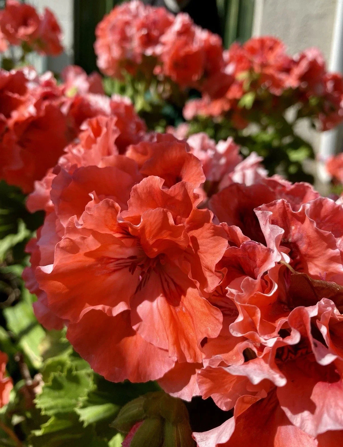 Geranium Cuttings 3 Pack Double Red/Orange Pelargonium Fresh Rooting Plants