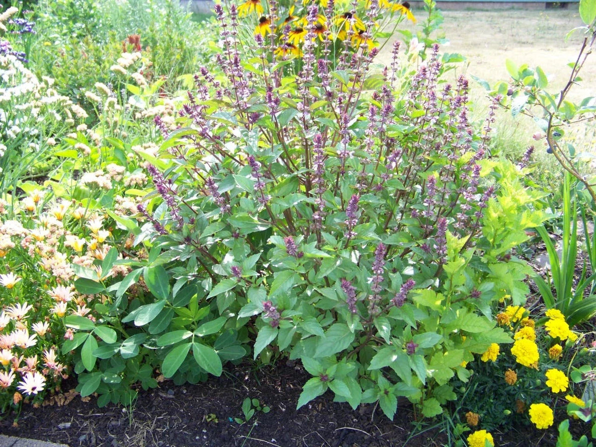 Cinnamon Scented Basil Seeds - 225 Seeds - Aromatic Herb for Culinary Use - Ocimum basilicum 'Cinnamon'