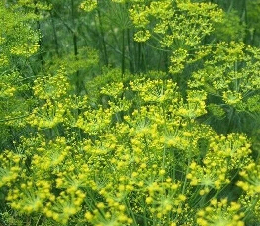 Bouquet Dill Seeds 500+ Herb Garden Anethum graveolens for Pickling & Dips, Butterfly Attractant