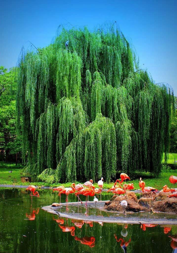 Weeping Willow Tree Cutting - Live Salix babylonica Plant - Memorial Gift