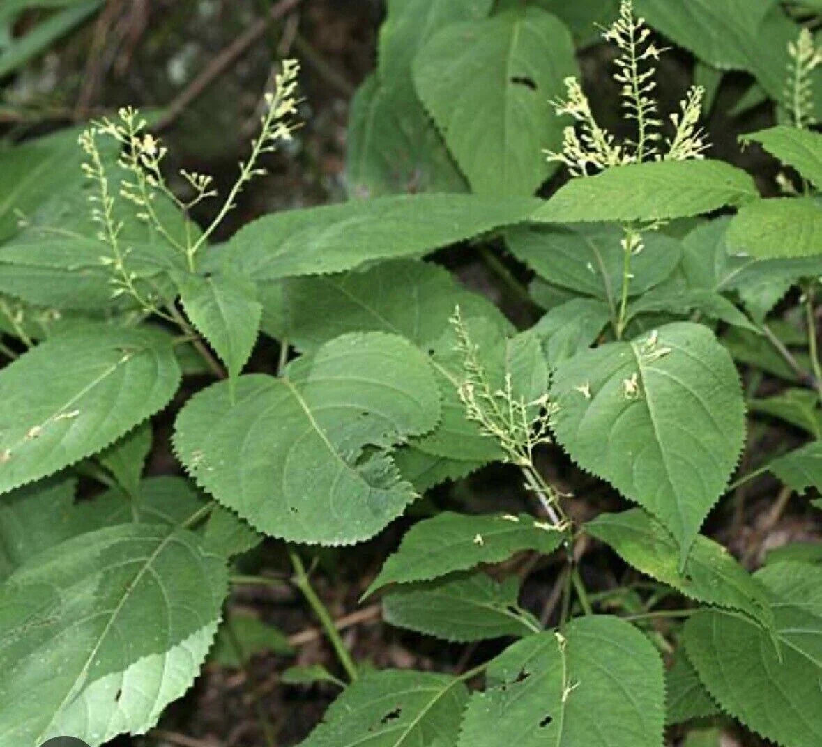 5 Stone Root Plant Bare Root 5 Pack Collinsonia canadensis Wildflower Herb Native Medicinal Appalachian Garden