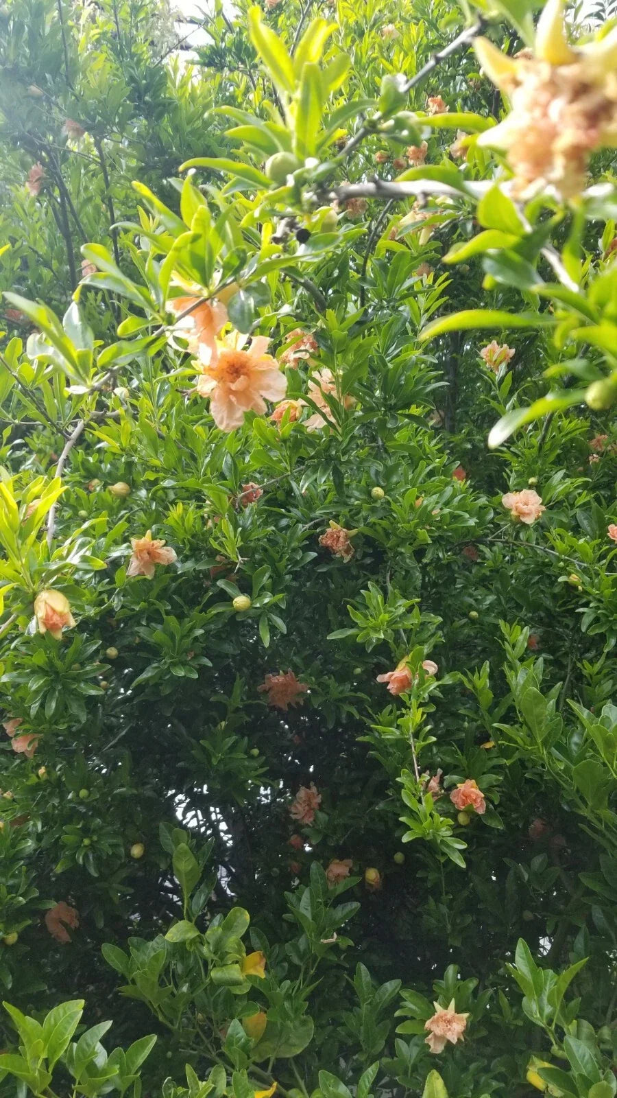 Peach Ornamental Pomegranate Cuttings - 10 Pcs - Vibrant Peach Flowers - Punica granatum 'Nana' for Garden & Container