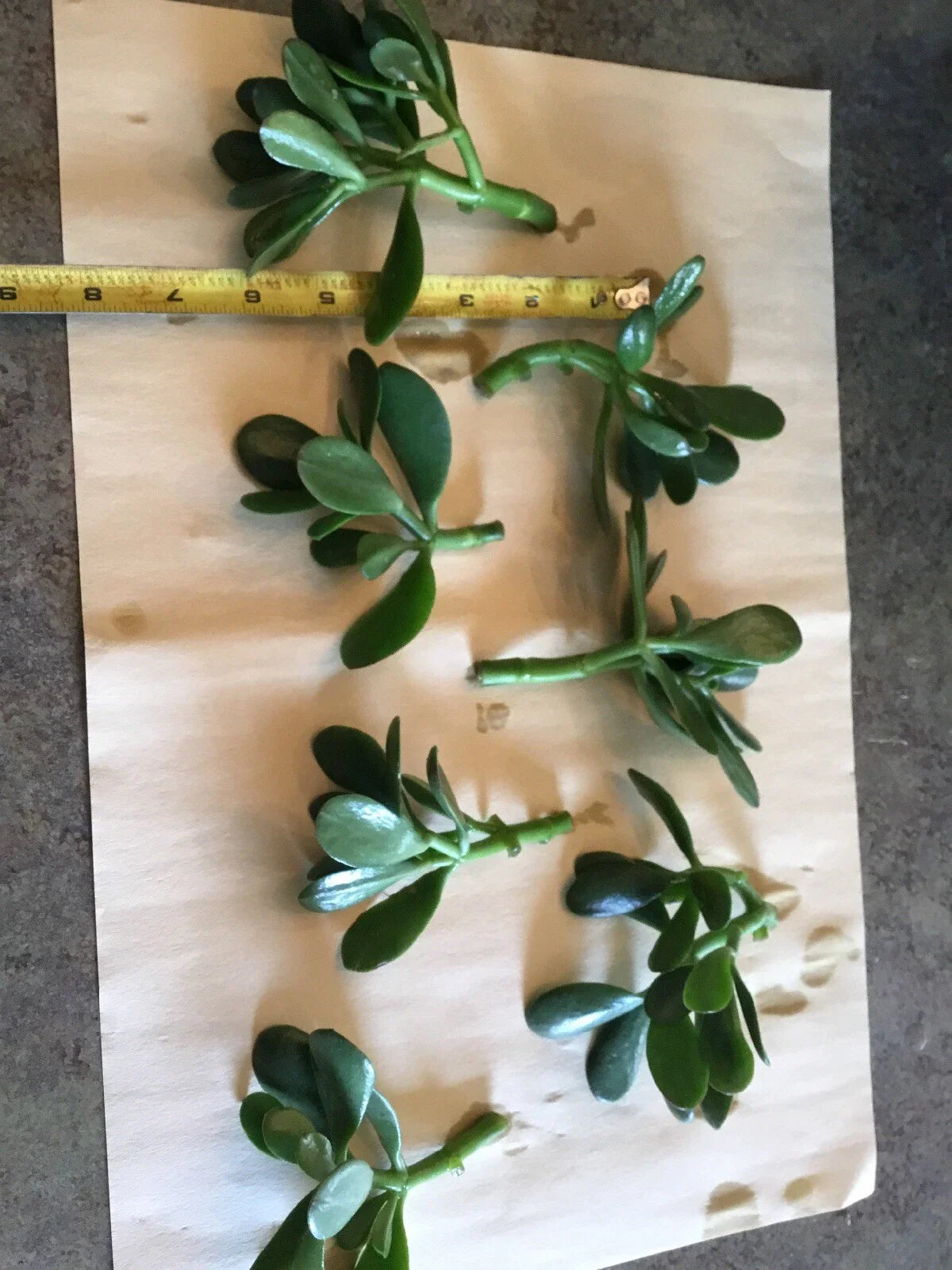 Jade Plant Cuttings (Crassula ovata) – 3 Unrooted Lucky Money Succulent Starts – 3" to 5" Each – Easy to Grow Gift Plant
