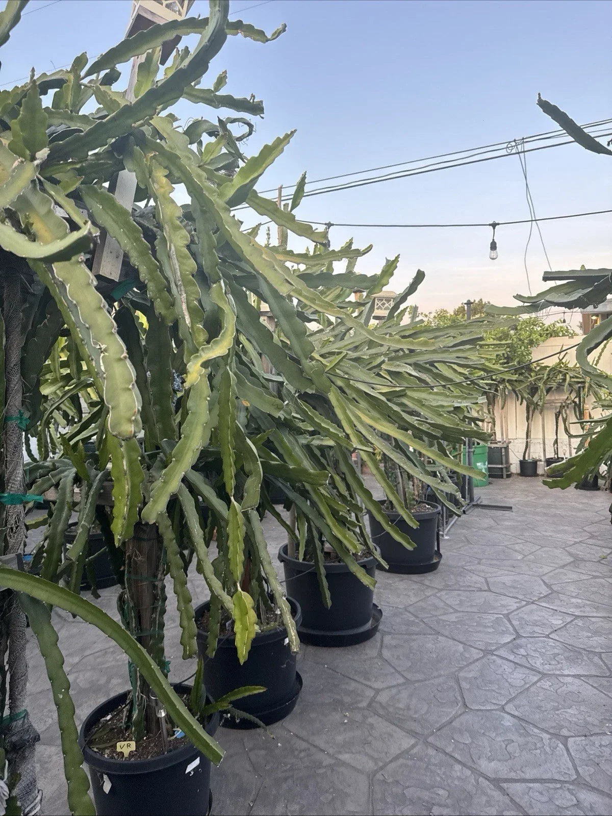 Dragon Fruit Cuttings - 20-26 Inches Long - Unknown Varieties - Pitaya (Hylocereus spp.)