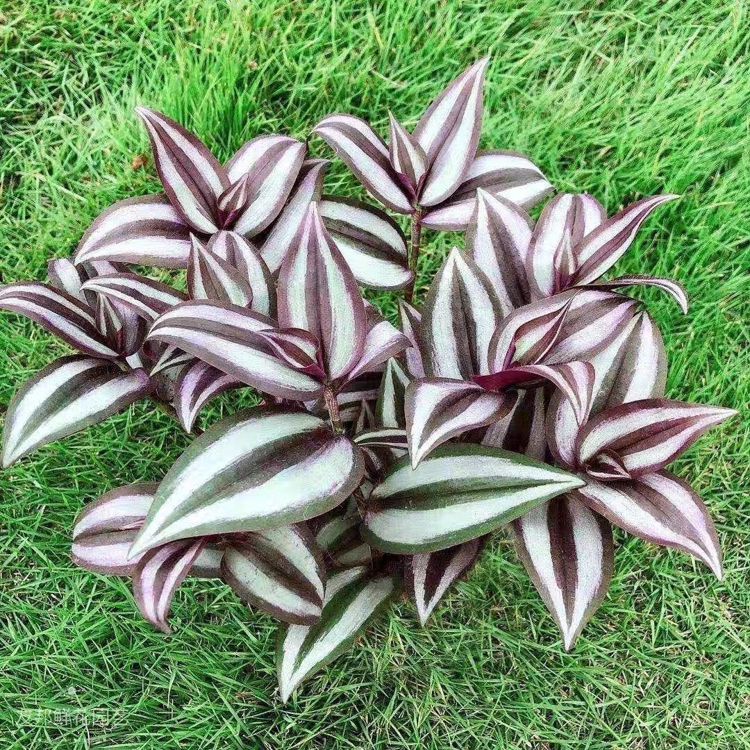Rooted Cuttings Tradescantia Zebrina Wandering Jew Plant - 15 Cuttings, Free Shipping, Indoor Houseplant
