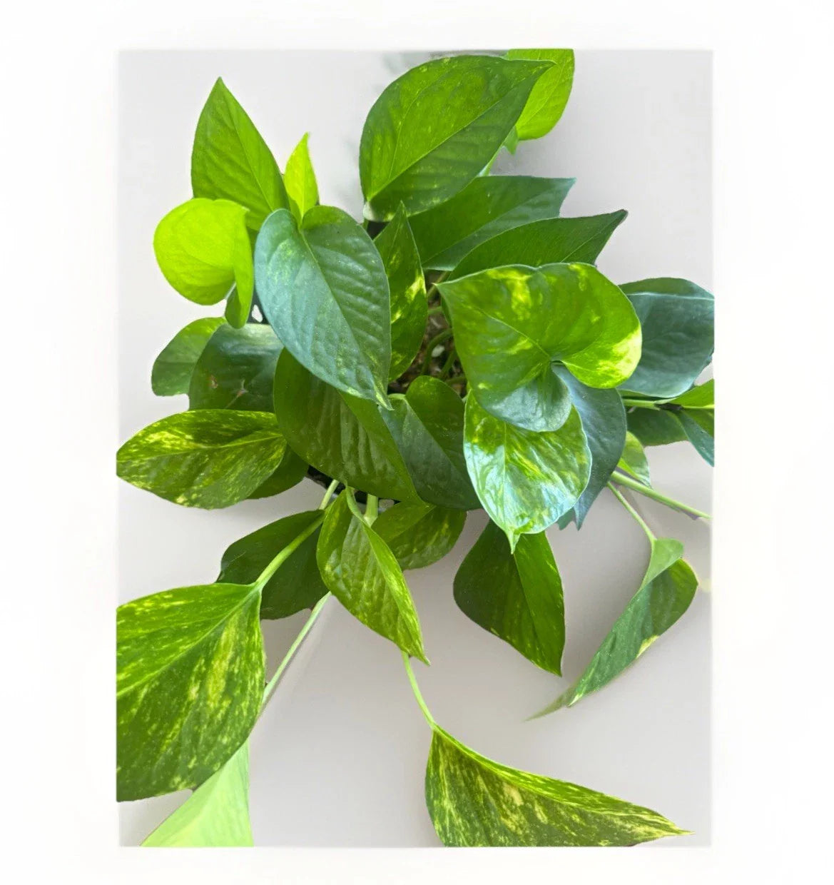 Golden Pothos Live Plant Cuttings - 5 Rooted Cuttings, Indoor/Outdoor, Easy Care, Epipremnum aureum
