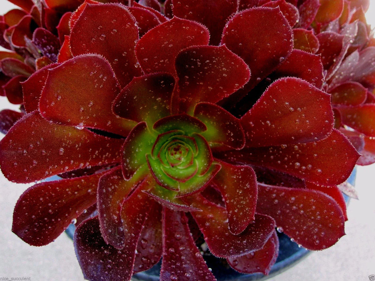 Rare Aeonium Kokino Hybrid Succulent Cuttings - Fresh & Healthy - Perfect for Plant Lovers and Collectors