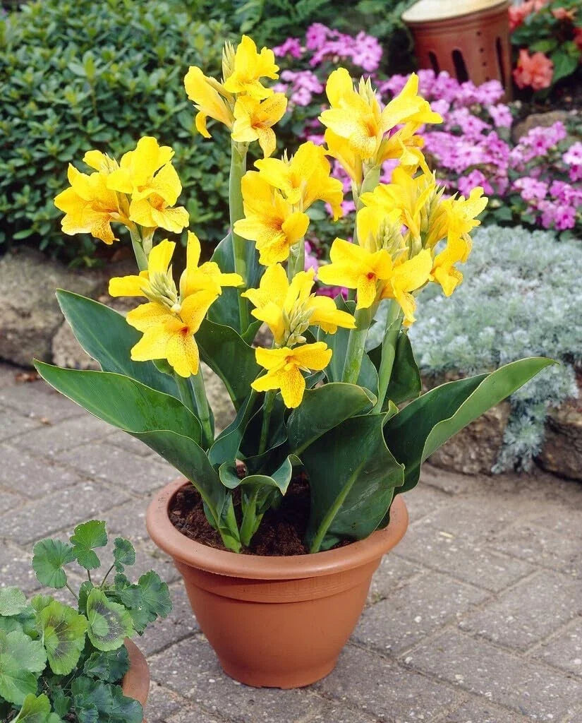Large Canna Lily Bulbs Value Bag - Stunning Yellow Flowers (Canna indica)