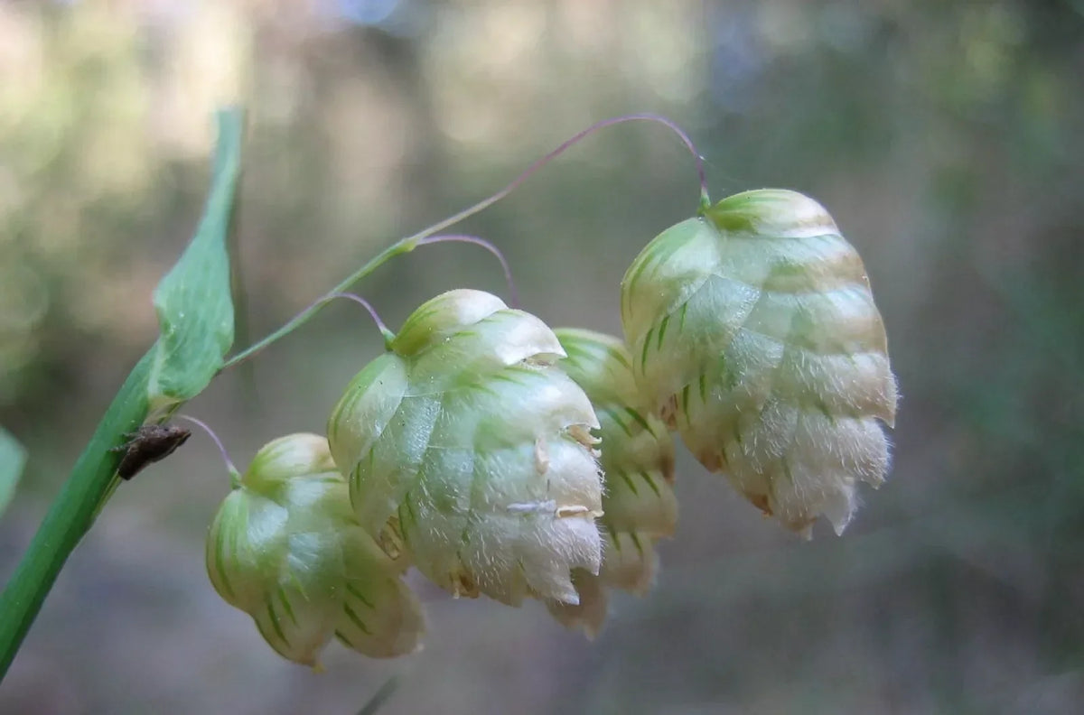 Quaking Grass Seeds | Brixa Maxima Ornamental Grass | 200+ Seeds for Gardens & Cut Flowers | Full Sun to Partial Shade