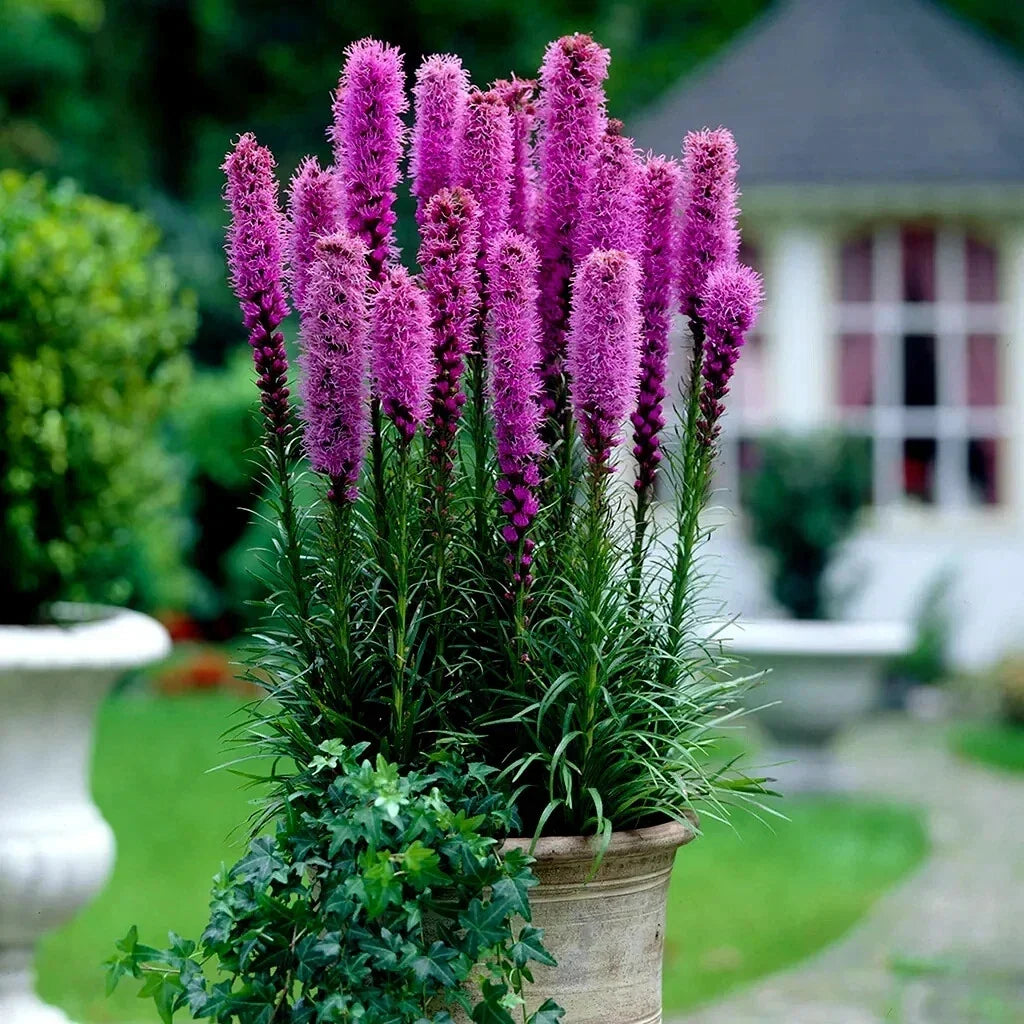 Purple Blazing Star Flower Seeds - Liatris spicata - Butterfly Attracting, Cold Hardy, 50 Seeds for Gardens & Pollinators
